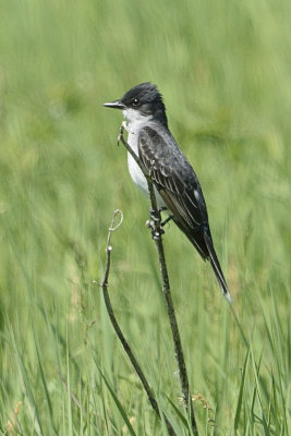 kingbird-81515.jpg