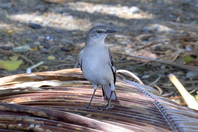 mockingbird-41506.jpg