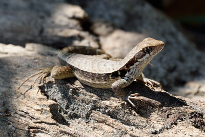 curly-tailed-lizzard-61623.jpg