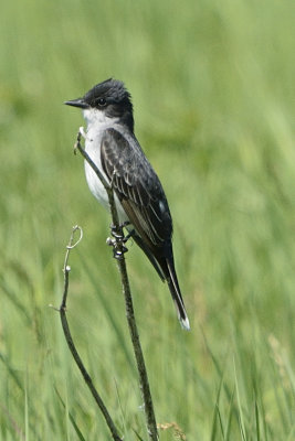 kingbird-81511.jpg