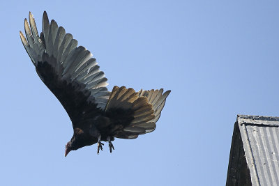 turkey-vulture-81490.jpg