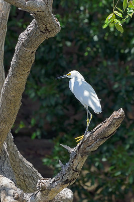 egret-61655.jpg