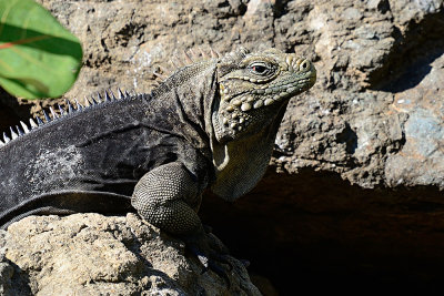 iguana-61061.jpg