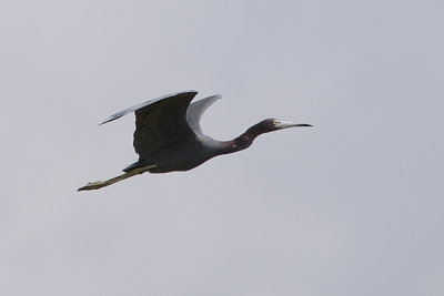 heron-61262.jpg