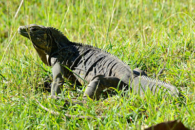 iguana-61181.jpg