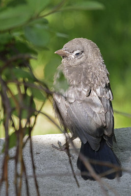 baby-blackbird-81400.jpg