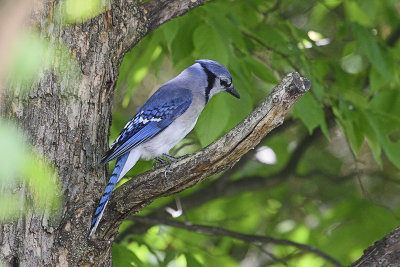 bluejay-81569.jpg