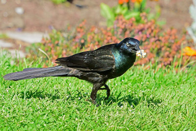 grackle 81624.jpg