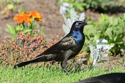 grackle 81631.jpg