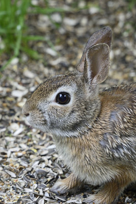 cottontail-rabbit-81615.jpg