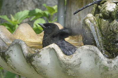 baby-grackel-bath-time-81644.jpg