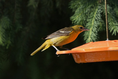 oriole-81661.jpg