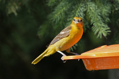 oriole-81667.jpg