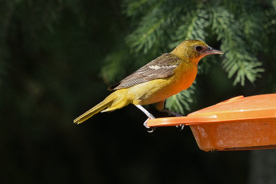 oriole-81665.jpg