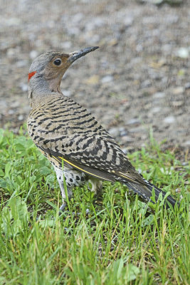 northern-flicker-81860.jpg