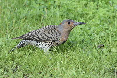 northern-flicker-81870.jpg