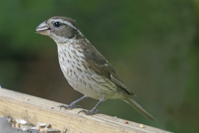 rose-breasted-grosbeak-female-81915.jpg