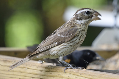 rose-breasted-grosbeak-female-81920.jpg