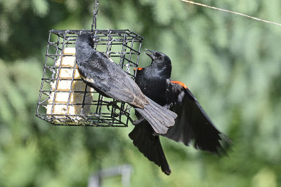 redwing-blackbirds-81730.jpg
