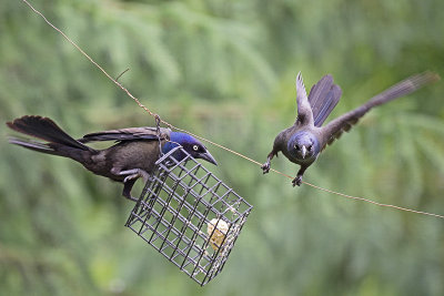 grackels-81691.jpg