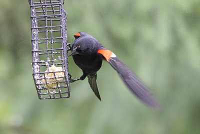 redwing-blackbird-81693.jpg