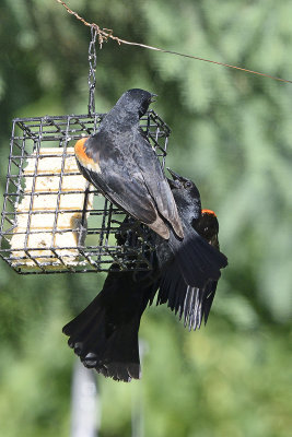 redwing-blackbirds-81731.jpg