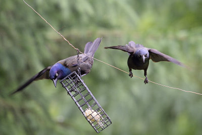 grackels-81690.jpg