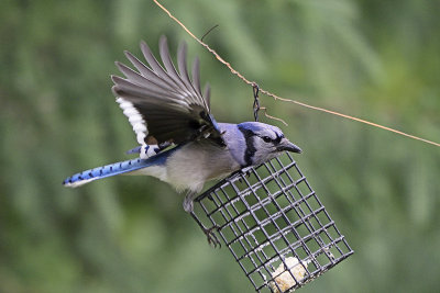bluejay-81697.jpg