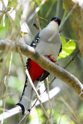 Cuban-Trogon-61079.jpg