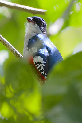 Cuban-Trogon-61077.jpg