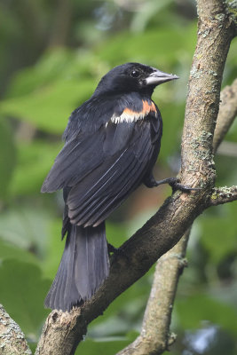 redwing-blackbird-80103.jpg