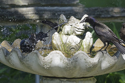 grackels-my-turn-81752.jpg