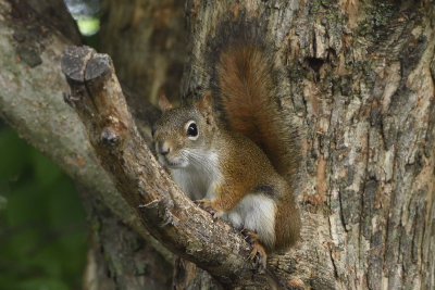 red-squirrel-80109.jpg