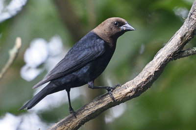 brown-headed-cowbird-81979.jpg