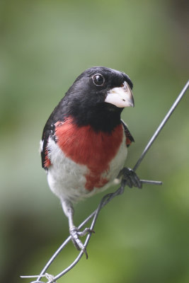 rose-breasted-grosbeak-82053.jpg