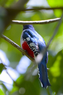 Cuban-Trogon-61073.jpg