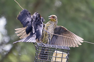 redwing-blackbirds-80056.jpg