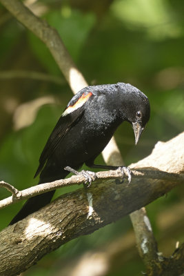 redwing-blackbird-80044.jpg