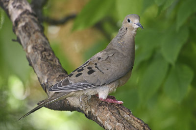 mourning-dove-82061.jpg