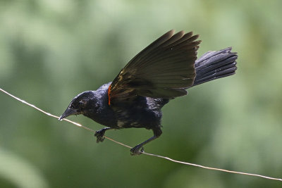 redwing-blackbird-82122.jpg