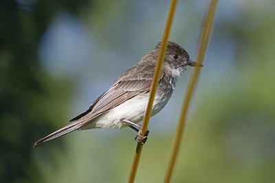 flycatcher-82134.jpg