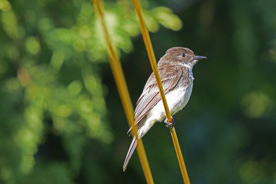 flycatcher-82137.jpg