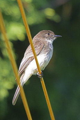 flycatcher-82139.jpg