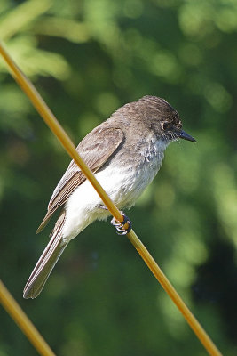 flycatcher-82141.jpg