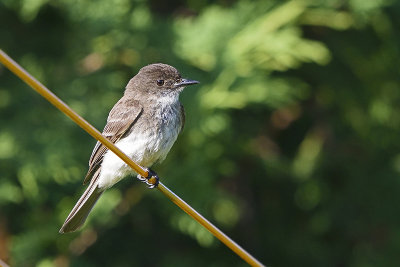 flycatcher-82144.jpg