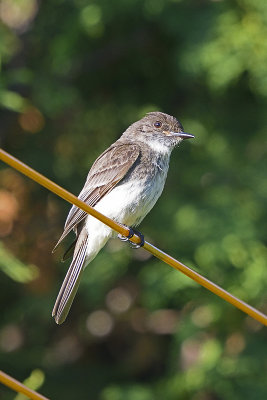 Flycatchers and Kingbirds