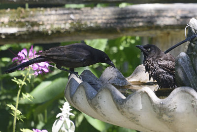 grackel-bathtime-82172.jpg