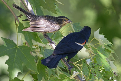 redwing-blackbirds-82170.jpg