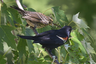 redwing-blackbirds-82162.jpg