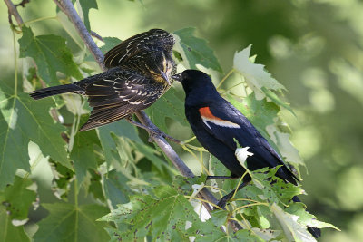 redwing-blackbirds-82167.jpg
